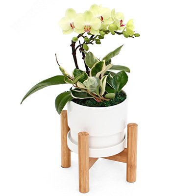 ���� ������(����)