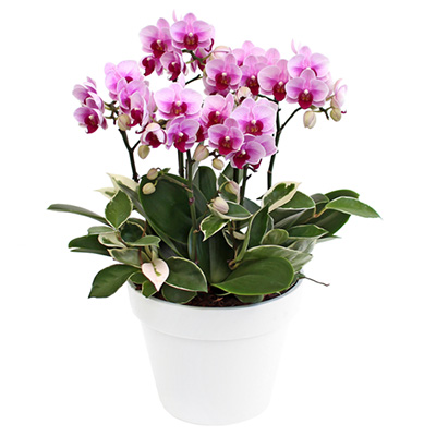 ��ũ �̴�ȣ�� C